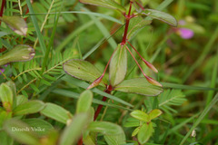 Impatiens fasciculata